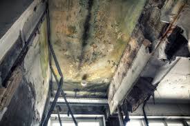 Best Basement Mold Removal  in St Hedwig, TX